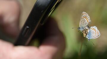 Eine Hand hält ein Mobiltelefon und fotografiert einen Schmetterling 