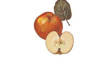 äpfel und blatt