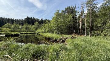 Moorfläche mit Teich und Bäumen