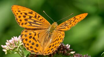 Orange braun getupfter Schmetterling auf einer Pflanze sitzend