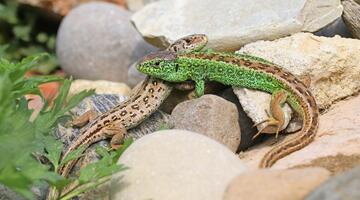 Zwei Zauneidechsen, ein leuchtend grünes Männchen und ein bräunlich gemustertes Weibchen, liegen bei der Paarung auf einem sonnenwarmen Steinhaufen zwischen grünen Pflanzen