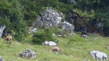 Gemsen und Jaks auf einr Alm