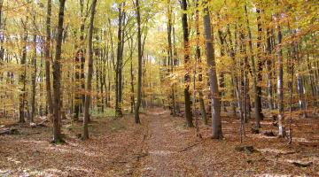 Naturpark Purkersdorf - Herbststimmung-c-Naturpark Purkersdorf.jpg © Naturpark Purkersdorf Naturpark Purkersdorf Herbststimmung