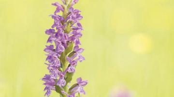 Orchideen Juwelen der Pflanzenwelt
