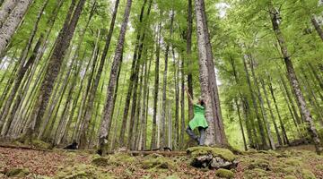 Wald-Yoga - Balance im Buchenwald