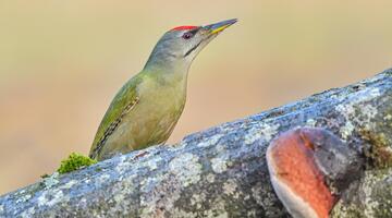 Zwischen Almen und Fels - die Vogelwelt am Hengstpass