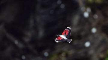 Ausstellung Vogelwelten- Hannah Assil