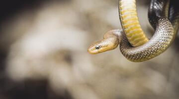 Von Echsen und Schlangen