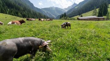 Von der Palfneralm zur Hirzkaralm