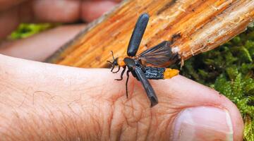 Wildnis im Nationalpark - ein Renaturierungsprozess