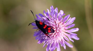 Die Welt der Insekten - Familienexkursion