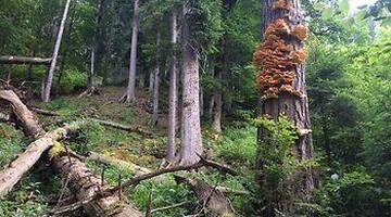 Wanderung mit Nationalpark-Direktor Herbert Wölger