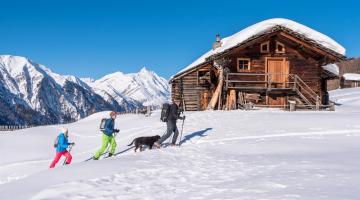Auf Schneeschuhen Steinböcke beobachten
