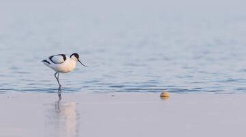 Welche Vögel sind schon da? - Familientour