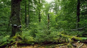 Der Gesäuse-Wald im Klimawandel