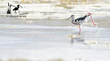 Limikolen und andere Wasservögel