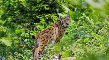 Große Beutegreifer im Nationalpark Kalkalpen