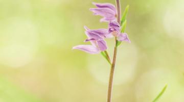 Orchideen - Juwelen der Pflanzenwelt I