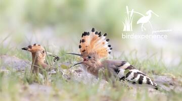 Seewinkelpunk - Der Wiedehopf - AUSGEBUCHT