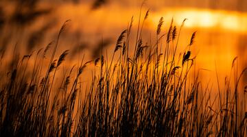 Konzert am frühen Morgen