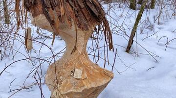 Wo wohnt der Nationalpark-Biber?