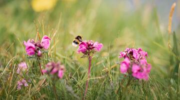 Verbunden Natur erkunden - Artenbestimmung mit dem Smartphone
