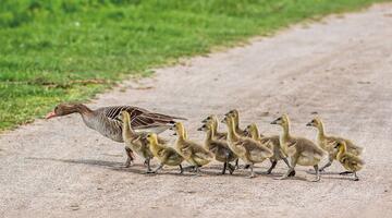 Aus dem Familienleben der Graugans