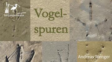 Vogelspuren - entdecken und verstehen