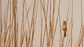 Die Stimmen des Nationalparks