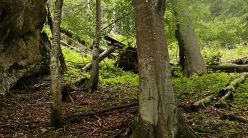 Endemiten und andere zoologische Besonderheiten im Gesäuse-Wald