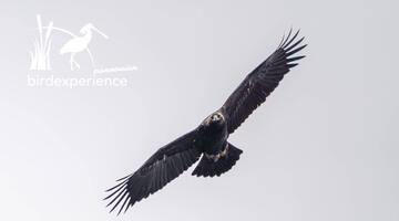 Greifvögel im österreichischen Hanság - AUSGEBUCHT