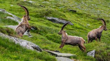 König der Alpen - Steinbockbeobachtung