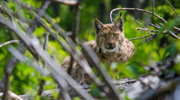 Meister der Tarnung - Luchse im Nationalpark Kalkalpen