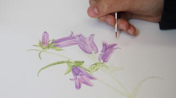 Botanische Illustration im Nationalpark Gesäuse