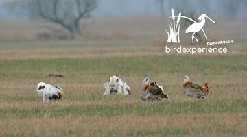 Die Großtrappe im österreichischen Hanság
