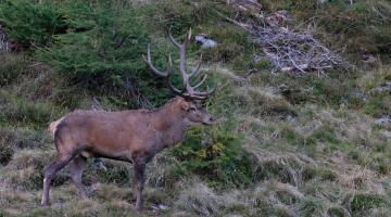Herbst - Nature Watch von oben - Oberhaus