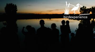 Fledermäuse - Nächtliche Insektenjäger - AUSGEBUCHT