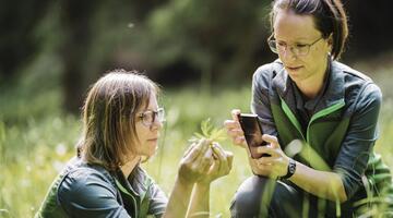 Wettbewerb der Artenvielfalt: City Nature Challenge 2025
