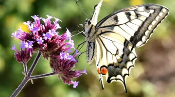 Grenzüberschreitende Fotorallye