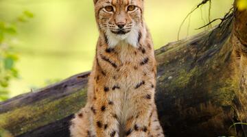 Vortrag: Spurensuche mit der Kamera – Luchs im Porträt