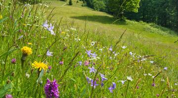 Wiesenträume im Waldmeer