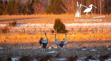 Mythos, Legenden, & Aberglaube - was Vögel damit zu tun haben