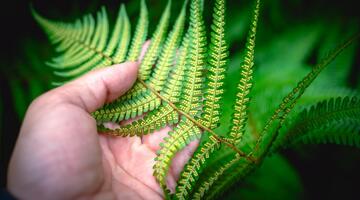 In das Hollersbachtal