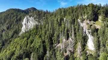 Wald- und Menschengeschichten im Holzgraben