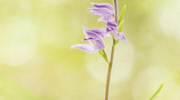 Fotokurs - Orchideen – Juwelen der Pflanzenwelt