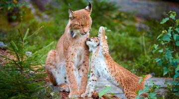 Fotoausstellung "Der Europäische Luchs"