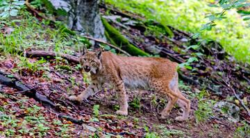 Wolf, Bär und Luchs in der Wildnis