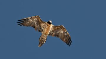 Vorsaison - Könige der Lüfte