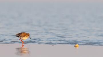 Österreichs frühester Frühling