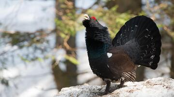 Auerhühner im Nationalpark Gesäuse